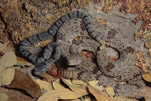 岩石响尾蛇,雌性,幼仔,亚利桑那