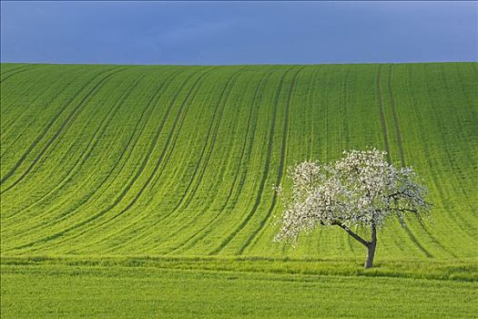 玉米田,盛开,苹果树,施佩萨特,巴伐利亚,德国