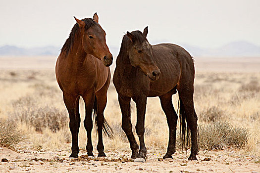 纳米比亚,两个,野马,纳米布沙漠