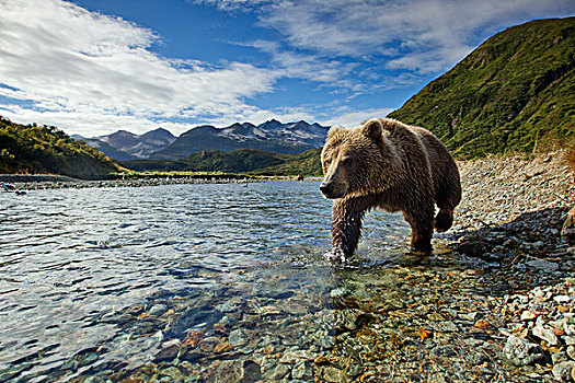 棕熊,走,三文鱼,河流,湾,卡特麦国家公园,保存,西南方,阿拉斯加,秋天