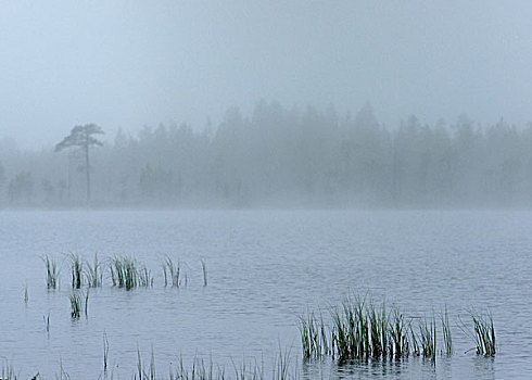 湖,卡瑞里亚,芬兰,欧洲