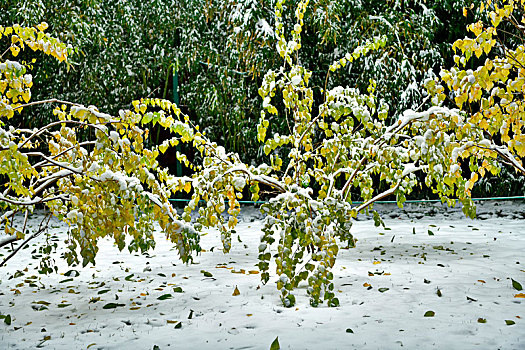 杏叶,杏树,积雪