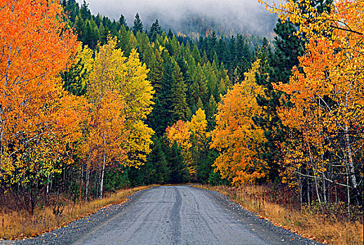 秋天,树,乡村道路
