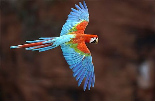红绿金刚鹦鹉,绿翅金刚鹦鹉,飞,栖息地,南马托格罗索州,巴西