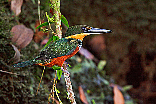 翠鸟,栖息,枝条,靠近,河,亚马逊地区,厄瓜多尔