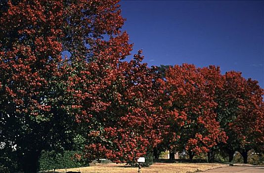 仰视,梨树,堪萨斯,美国