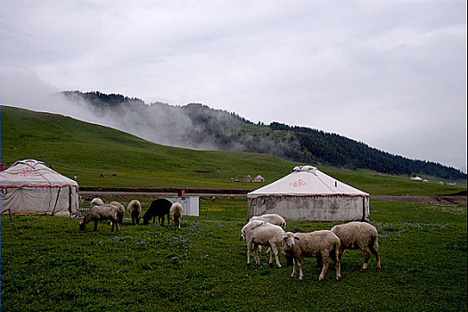 新疆天山牧场