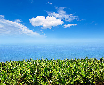 香蕉,种植园,靠近,海洋,帕尔玛