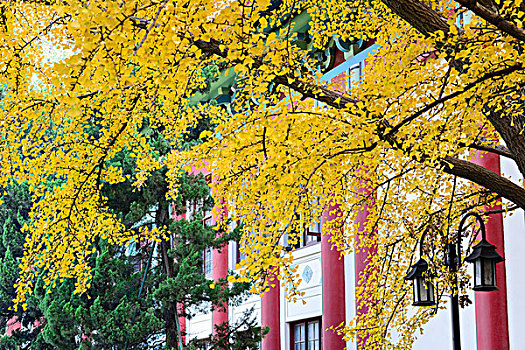 深秋的南京师范大学