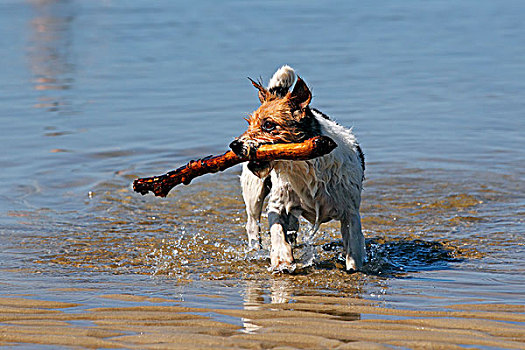 小狗,玩,水中,棍