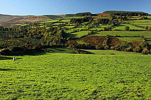 孤单,绵羊,山谷,风景,蒂珀雷里郡,爱尔兰