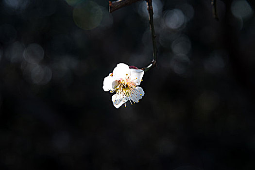 上海世纪公园梅花