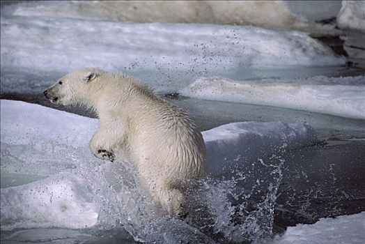 北极熊,跳跃,艾利斯摩尔岛,加拿大