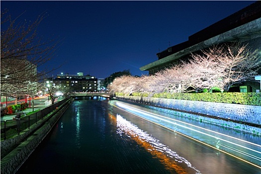湖,樱花,京都,夜晚