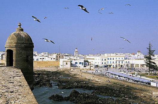摩洛哥,苏维拉,城市,堡垒,海鸥