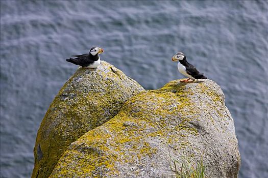 有角,角嘴海雀,一对,石头,布里斯托湾,阿拉斯加