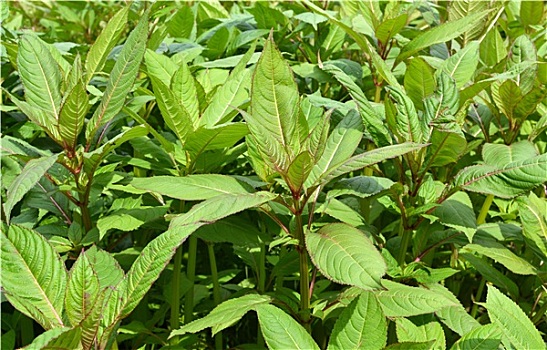 凤仙花属植物,花,荷兰