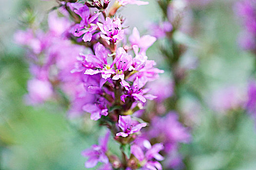 紫色金钱草,花