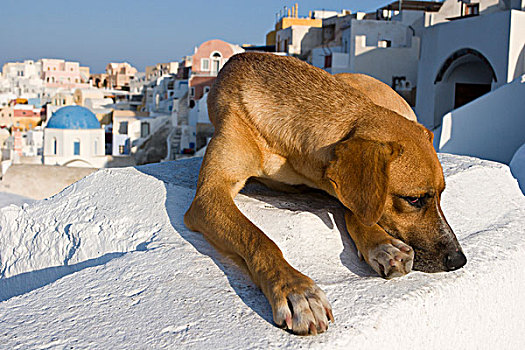 希腊,锡拉岛,小心,狗,躺着,别墅,屋顶,城镇,背景