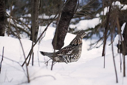 雌性,松鸡,冬天,阿尔冈金省立公园,安大略省,加拿大