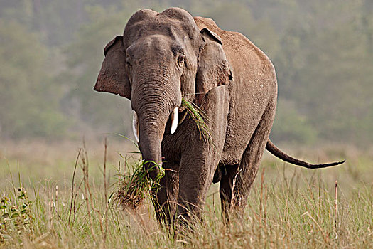 印度,亚洲象,獠牙动物,喂食,国家公园