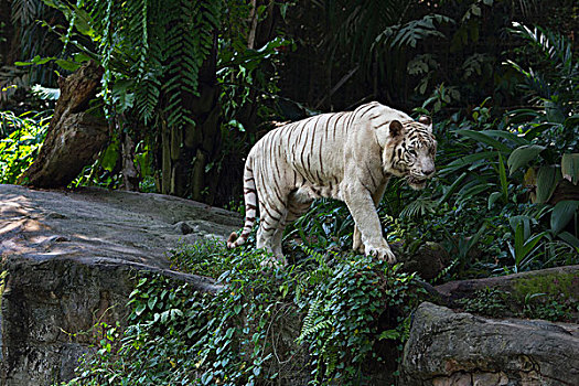 白色,孟加拉虎,虎,新加坡,亚洲