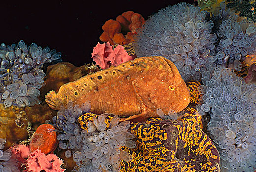 斑点,保护色,礁石,澳大利亚