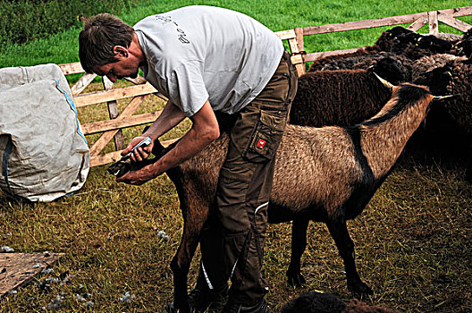 年轻,农民,裁剪,蹄,绵羊,梅克伦堡前波莫瑞州,德国,欧洲
