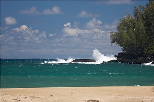 热带,海岸线,树,考艾岛,夏威夷
