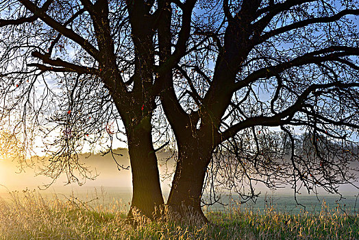 日出,树,晨雾,中间,生物保护区,萨克森安哈尔特,德国,欧洲
