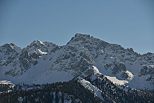 自然,冬季风景,树,初雪