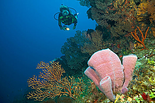 加勒比,水下,景色,彩色,珊瑚,礁石,水中呼吸器,潜水,蔚蓝,花瓶,海绵,科苏梅尔,墨西哥