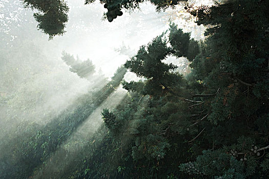 阳光,树枝,雾