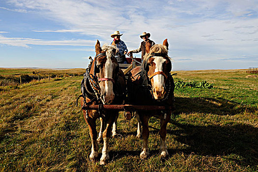 两个,牛仔,操纵,马,手推车,萨斯喀彻温,加拿大,北美
