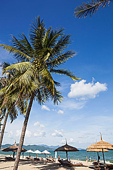 越南,芽庄,芽庄海滩,棕榈树