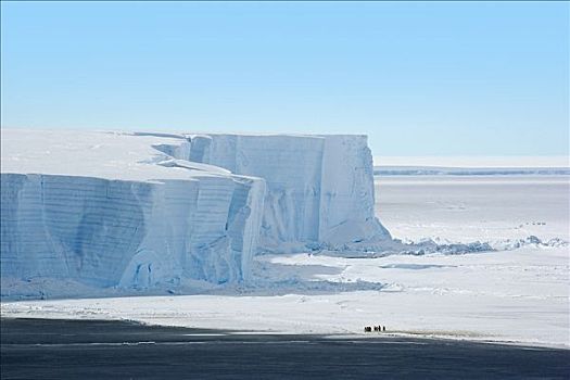 帝企鹅,群,大,条纹,冰山,斯科舍海,南极