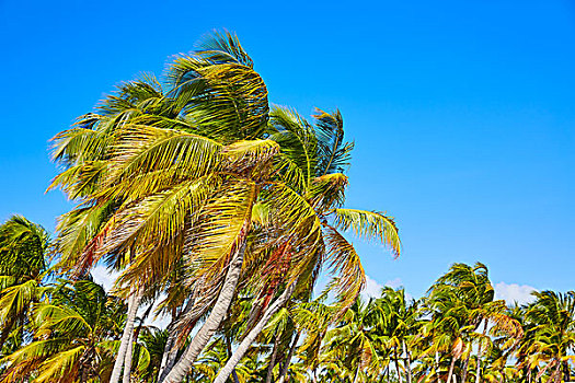 西礁岛,佛罗里达,海滩,棕榈树,美国
