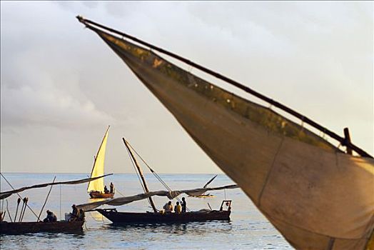 东非,坦桑尼亚,桑给巴尔岛,独桅三角帆船,传统,阿拉伯,帆船,一个,帆,海岸,阿拉伯半岛,印度