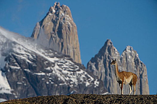 原驼,喇嘛,背影,托雷德裴恩国家公园,巴塔哥尼亚,区域,南方,智利