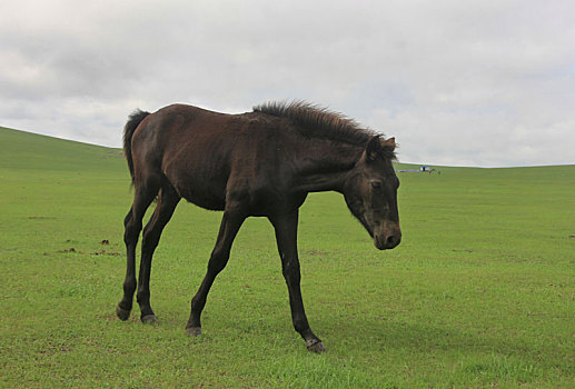 中国内蒙古呼伦贝尔草原景观与黑马