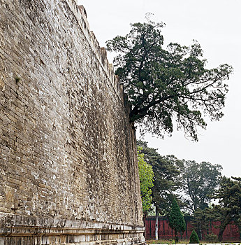 十三陵围墙上长出的树
