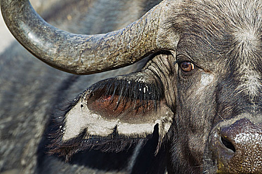 南非水牛,非洲水牛,特写,公牛,奥卡万戈三角洲,莫雷米禁猎区,博茨瓦纳,非洲