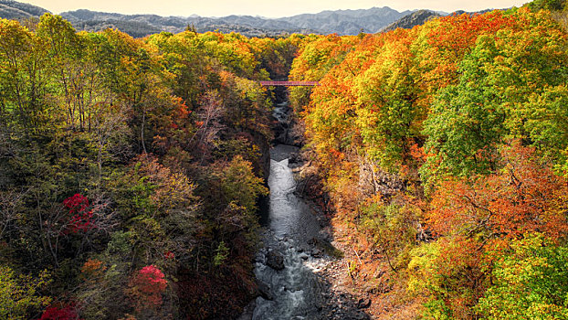 日本,秋叶,北海道