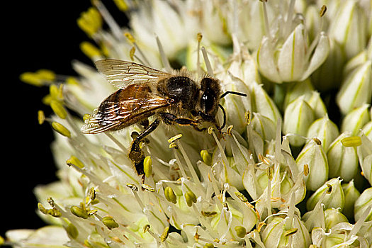 工蜂,蜜蜂,授粉,花
