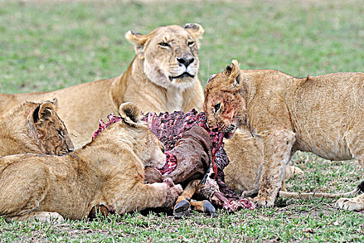狮子,杀死,马赛马拉,肯尼亚,东非,非洲