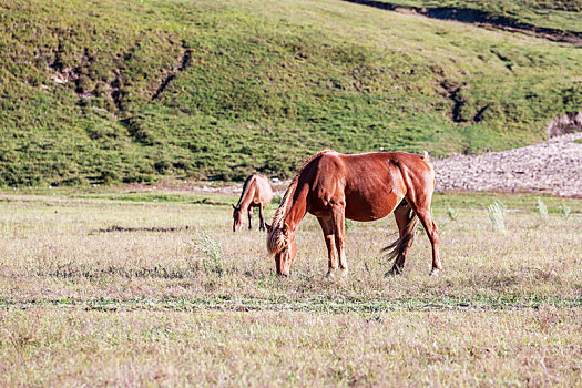 秋天草原上吃草的枣红色马匹