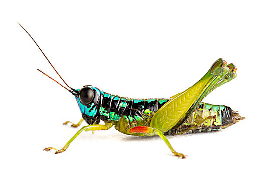 蝗虫,蝗科,国家公园,哥斯达黎加