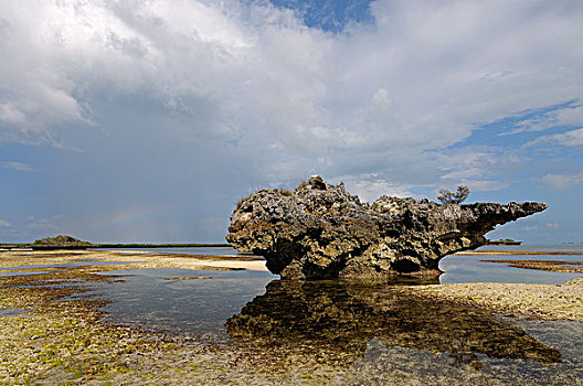 珊瑚,岩层,侵蚀,展示,潮汐,塞舌尔