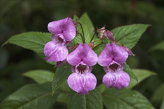 凤仙花属植物,山谷,巴登符腾堡,德国