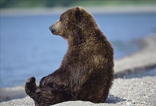 棕熊,坐,堪察加半岛,俄罗斯